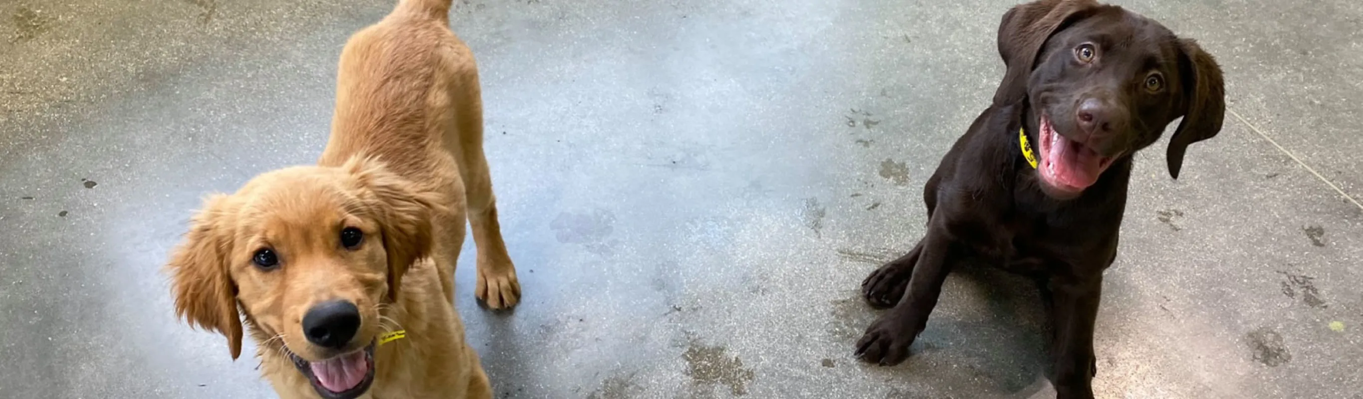 Dogs Looking up Smiling at City Bark Dogs Looking up Smiling at City Bark