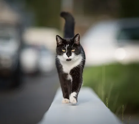 CITY - CAT - WALL - WALKING - TONGUE - OUT CITY - CAT - WALL - WALKING - TONGUE - OUT