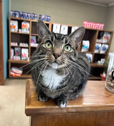 JD the office support cat JD the office support cat