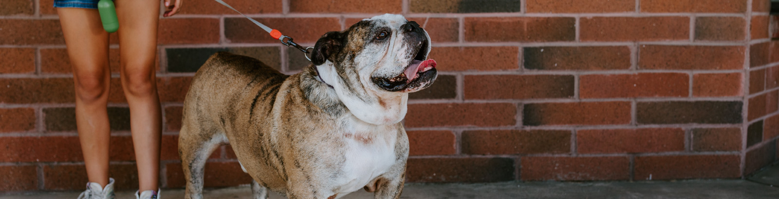 Bulldog on leash at Arroyo Vista Veterinary Hospital
