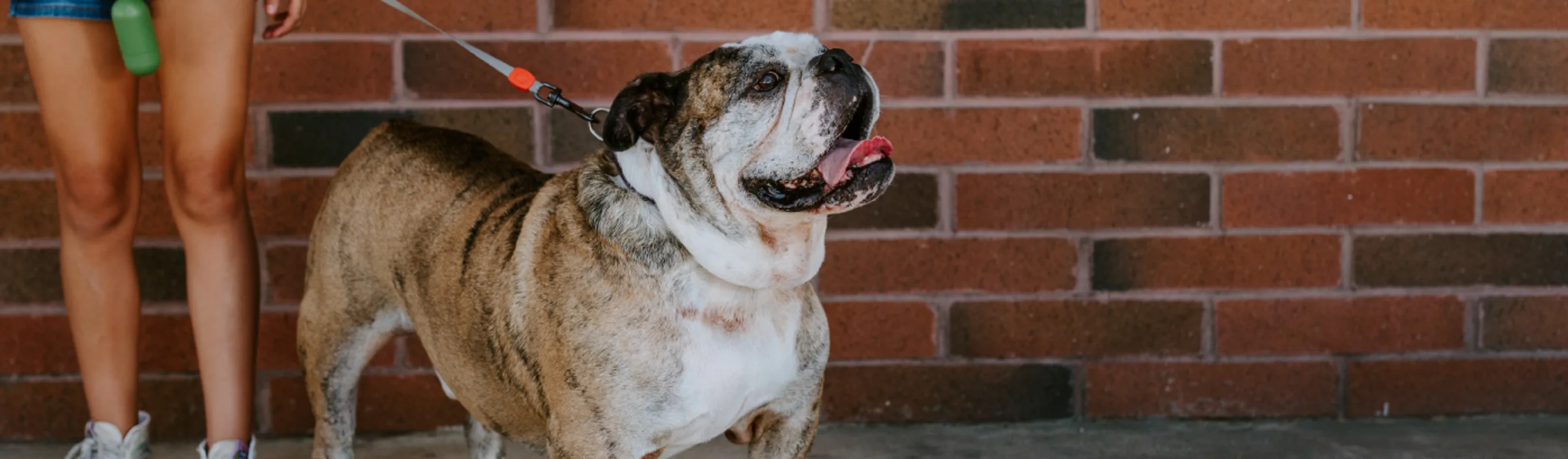 Bulldog on leash at Arroyo Vista Veterinary Hospital