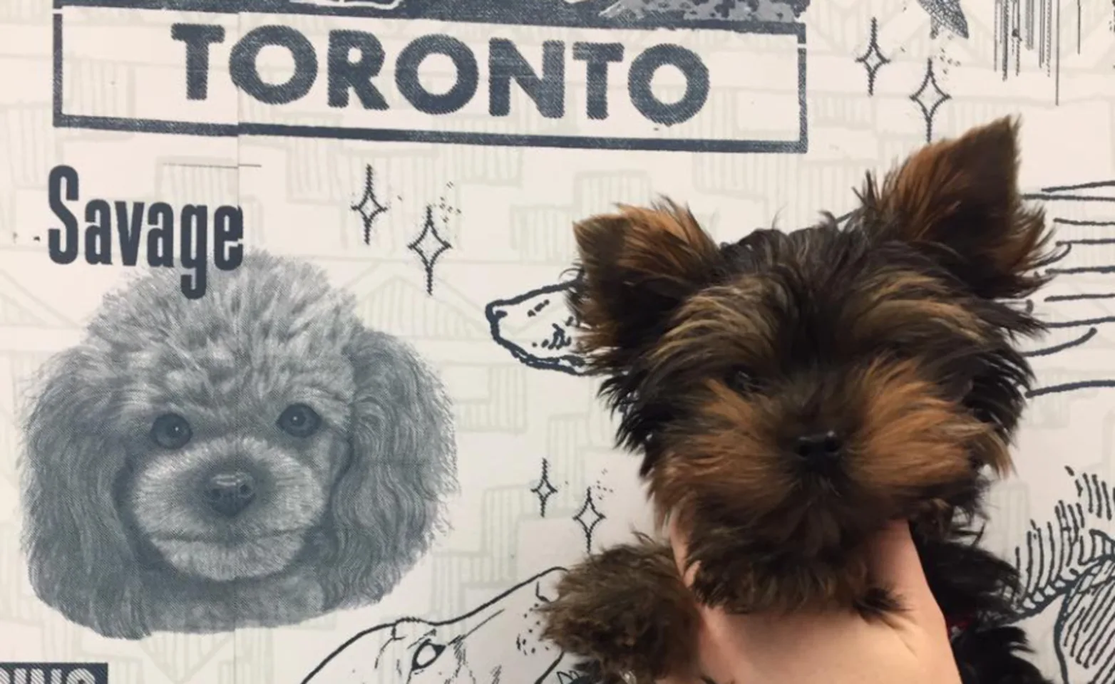 Dog In Front Of Sign With Words Dog In Front Of Sign With Words
