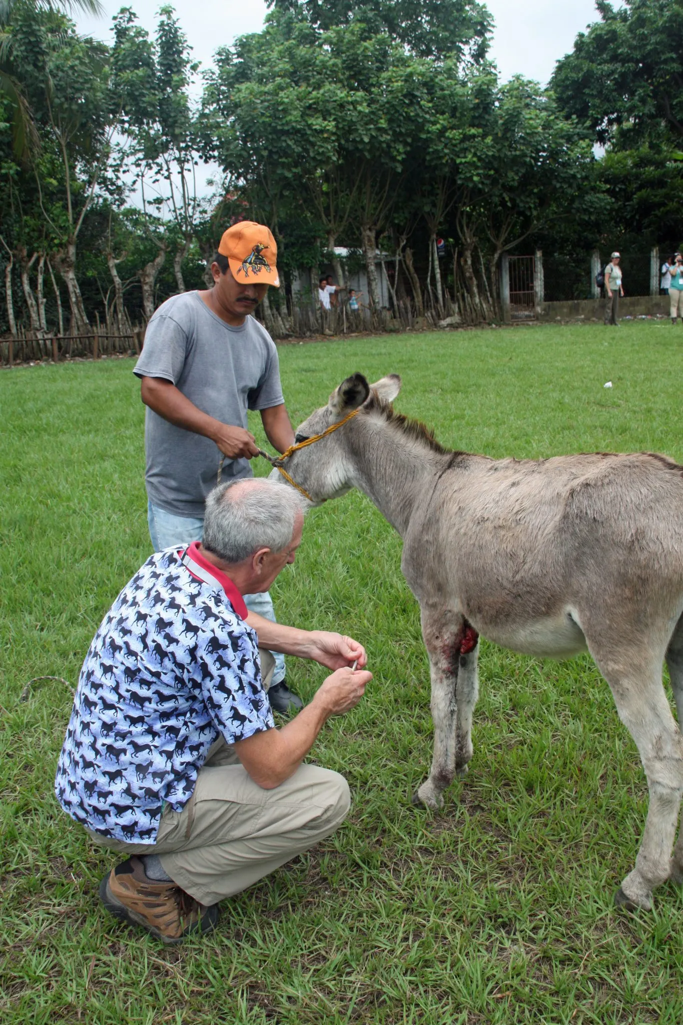 Mule standing by a tree
