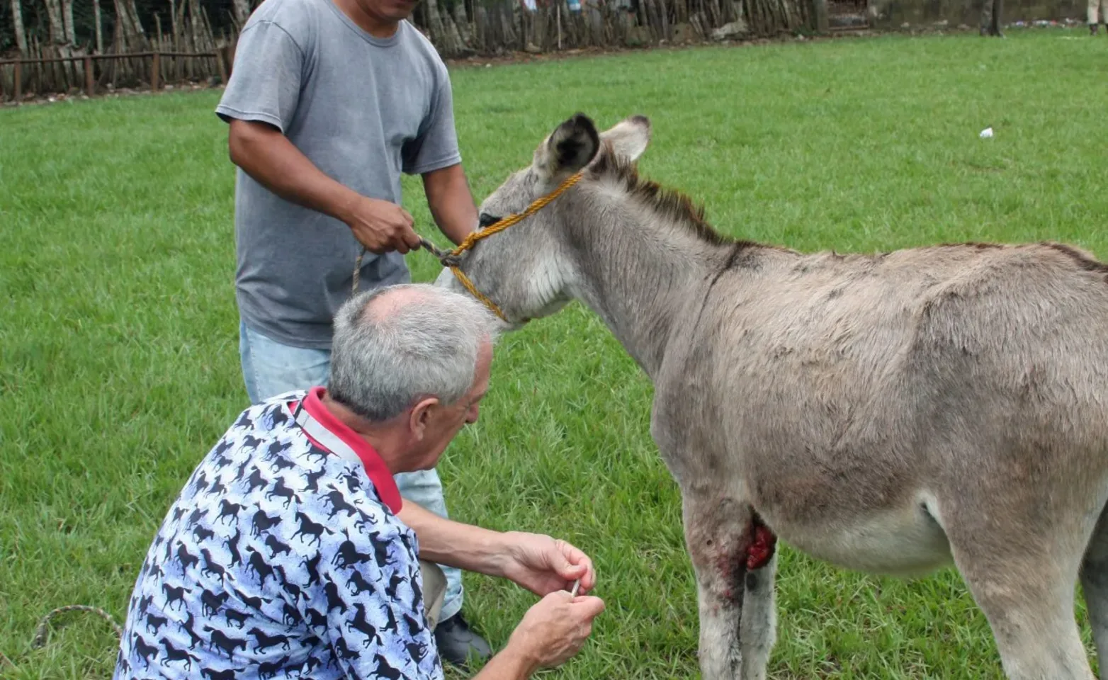 Mule standing by a tree Mule standing by a tree