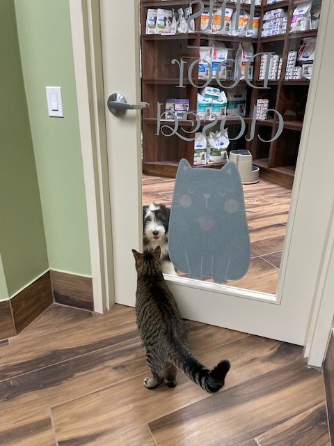 Cat making friends with dog