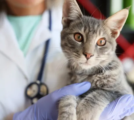 Close Up of Veterinarian Holding Gray Cat Close Up of Veterinarian Holding Gray Cat