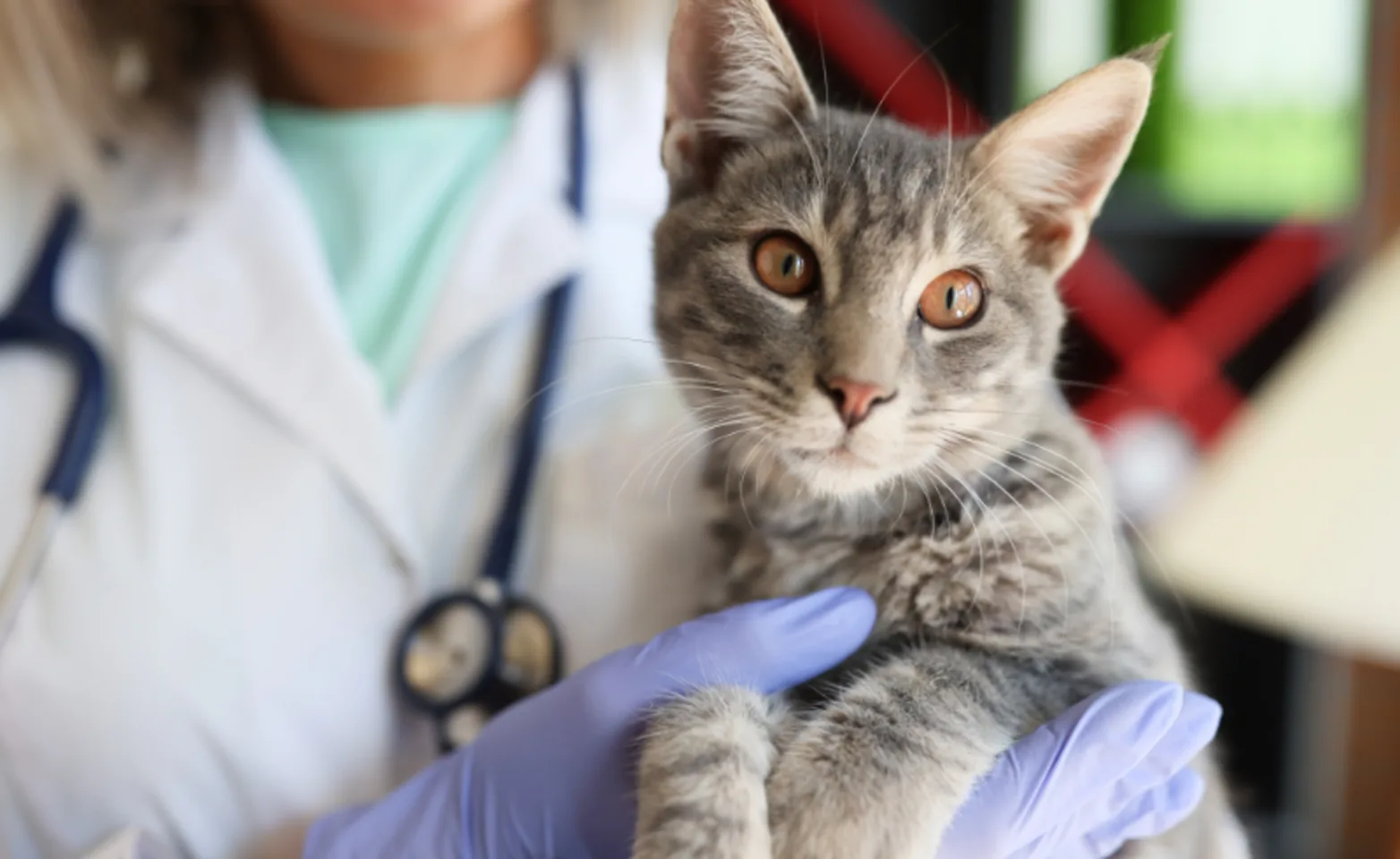Close Up of Veterinarian Holding Gray Cat Close Up of Veterinarian Holding Gray Cat