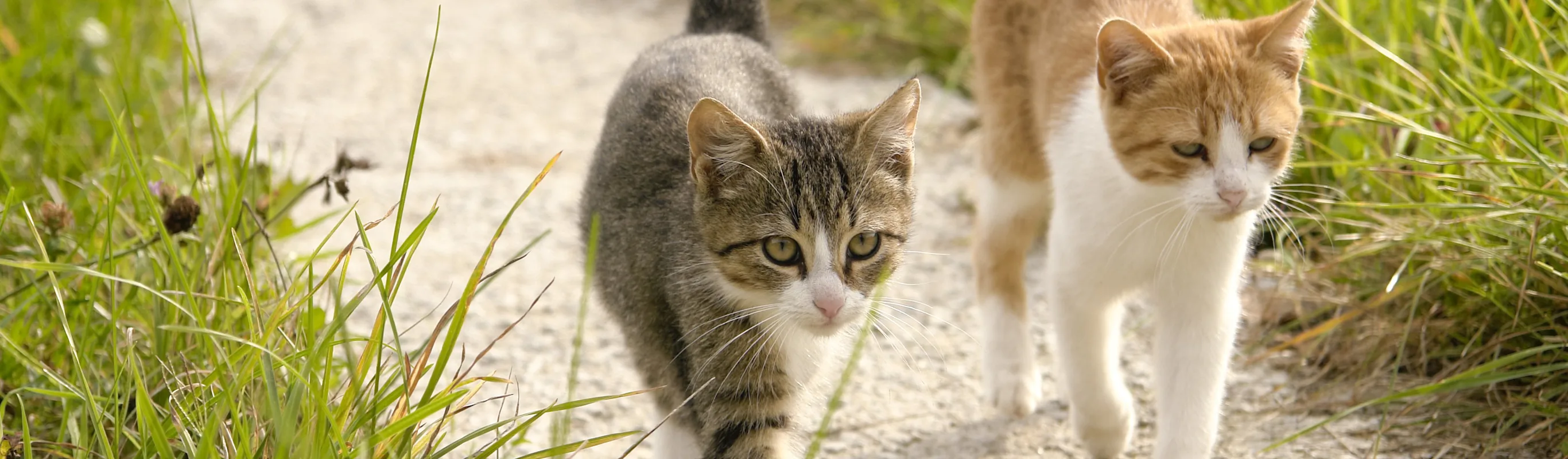 Cats walking along trail