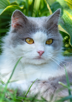 Gray Cat Laying in the Grass