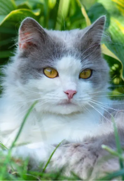 Gray Cat Laying in the Grass Gray Cat Laying in the Grass