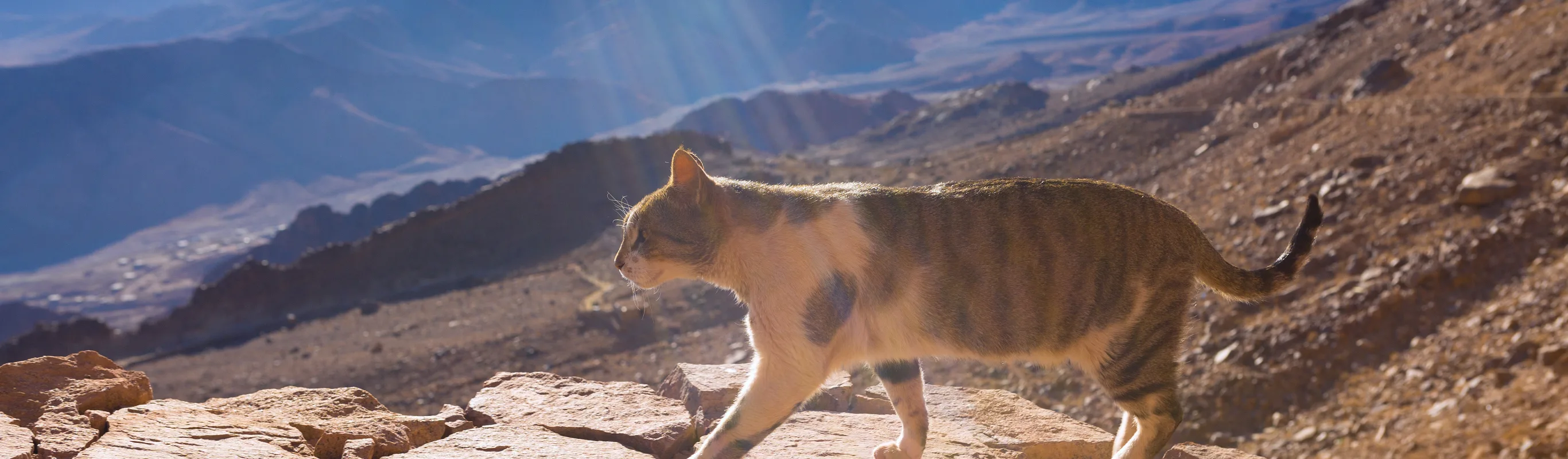 Cat walking on a stone wall with a ray of sunlight