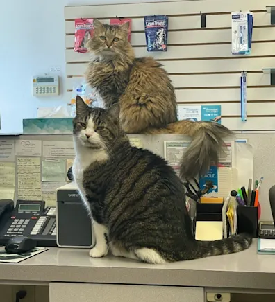 2 cats named Eve & Ralph 2 cats named Eve & Ralph