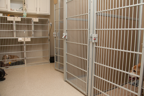Hawthorne Park Animal Care Center Dog Medical Room