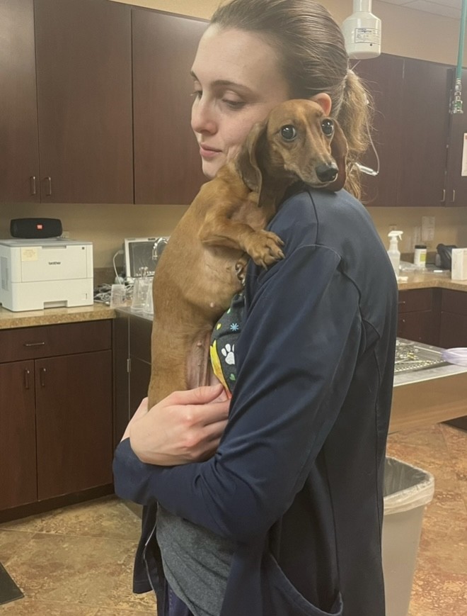 Staff member Amy holding a dachshund