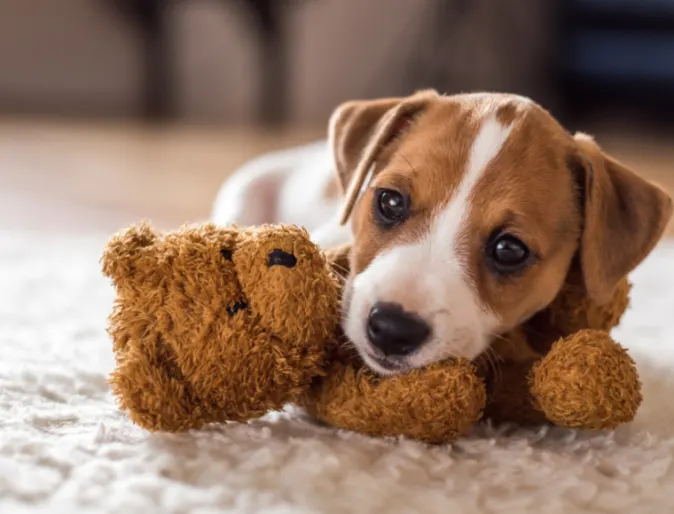 Puppy Playing with a Teddy Bear