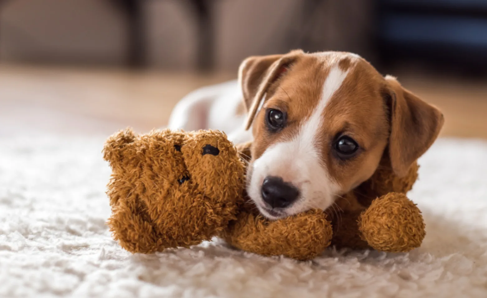 Puppy Playing with a Teddy Bear