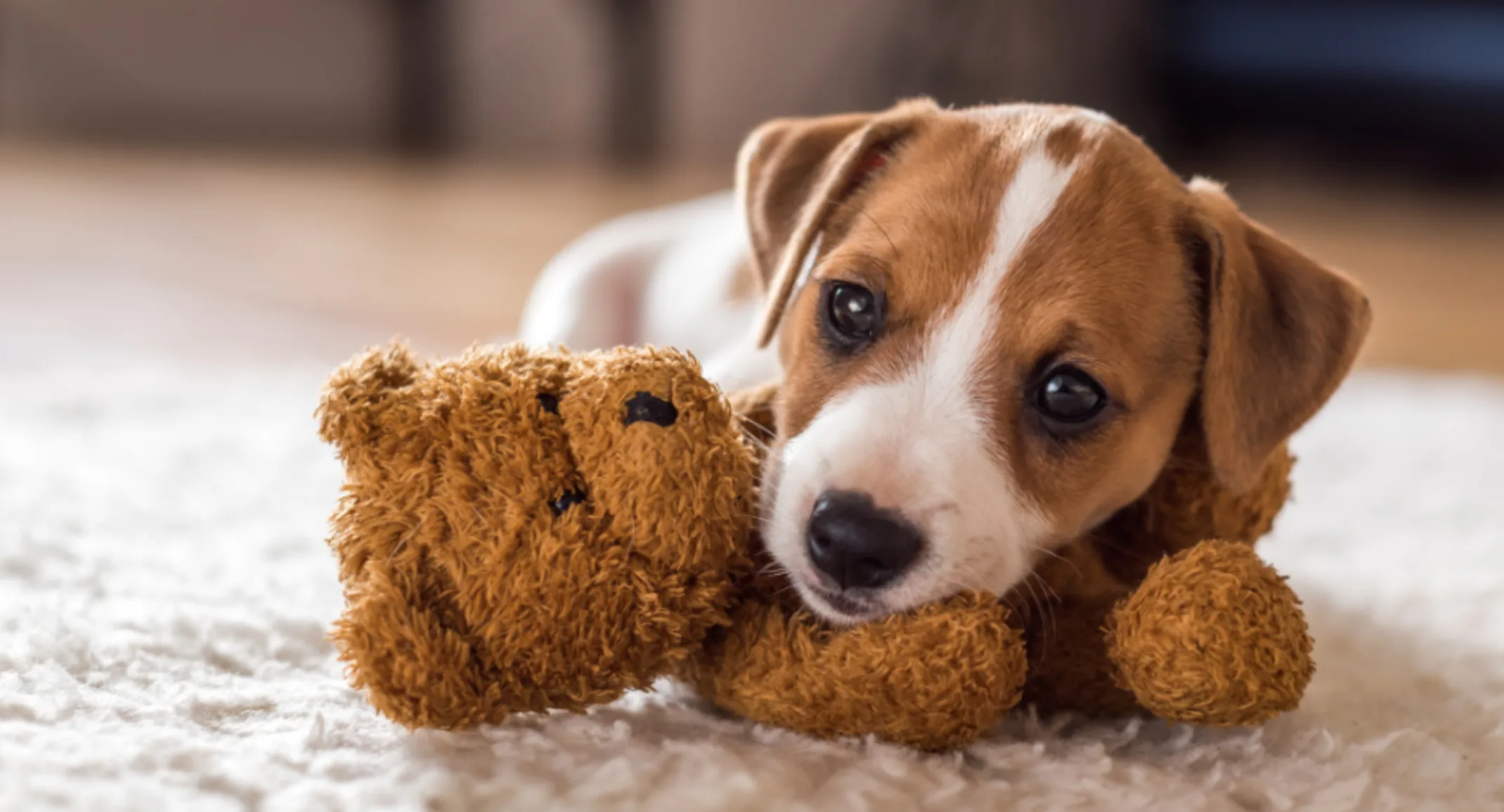 Puppy Playing with a Teddy Bear