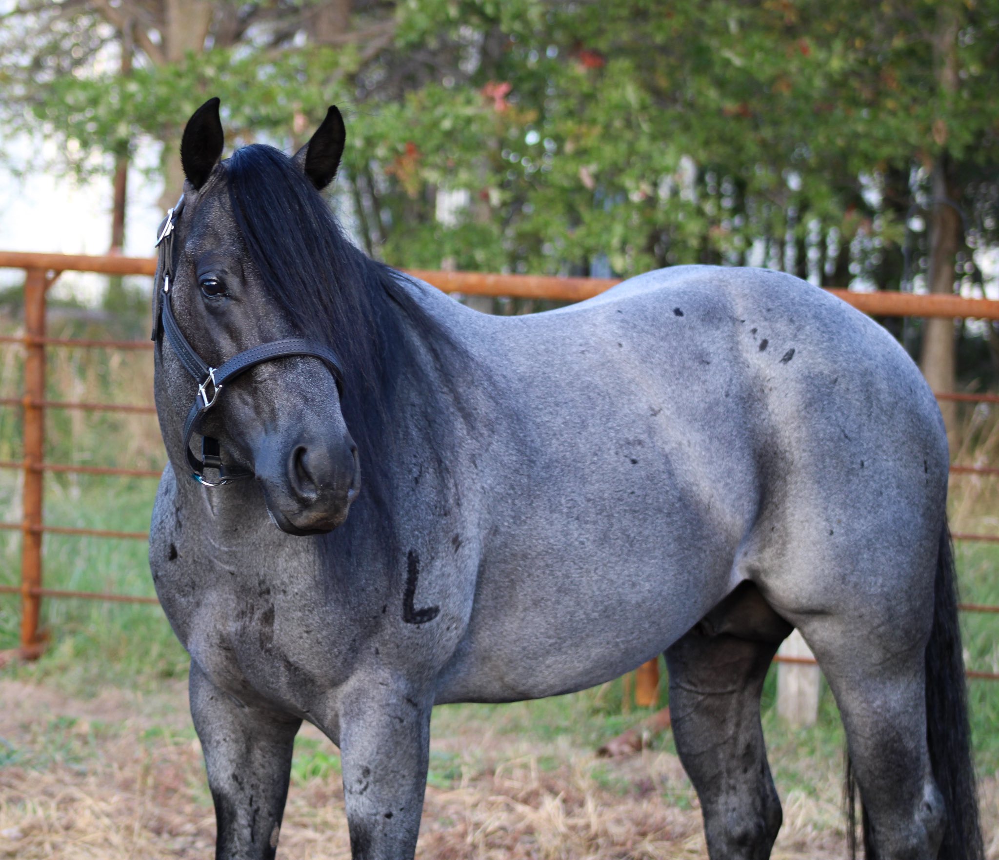 Hesa Bluhadi 3.4 View