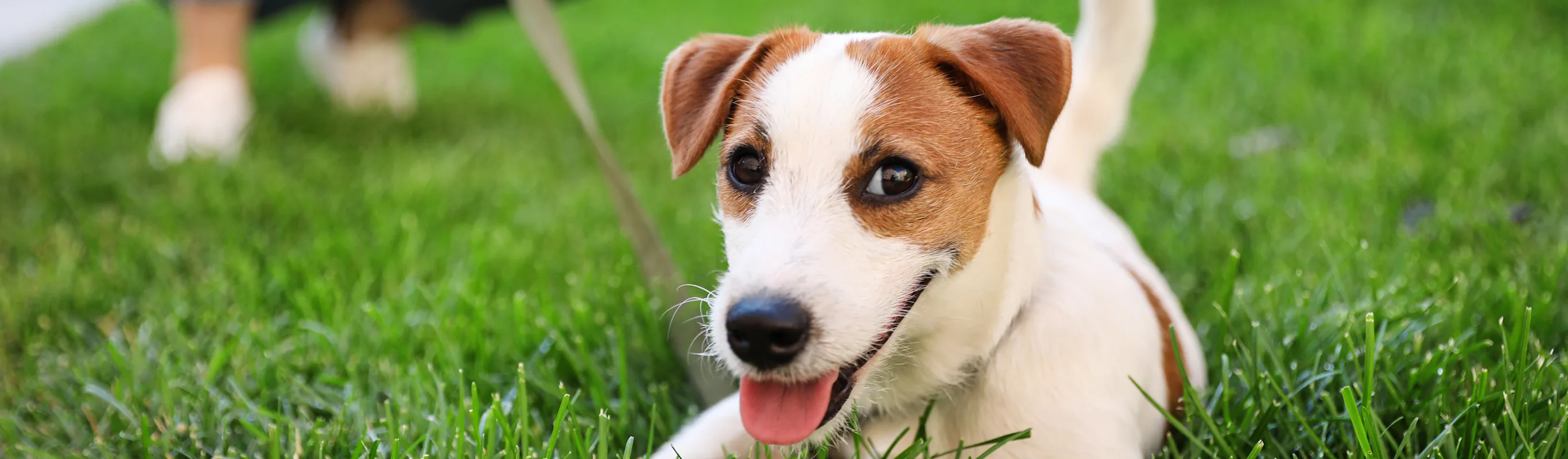 Jack russell sitting in the grass with his tongue out Jack russell sitting in the grass with his tongue out