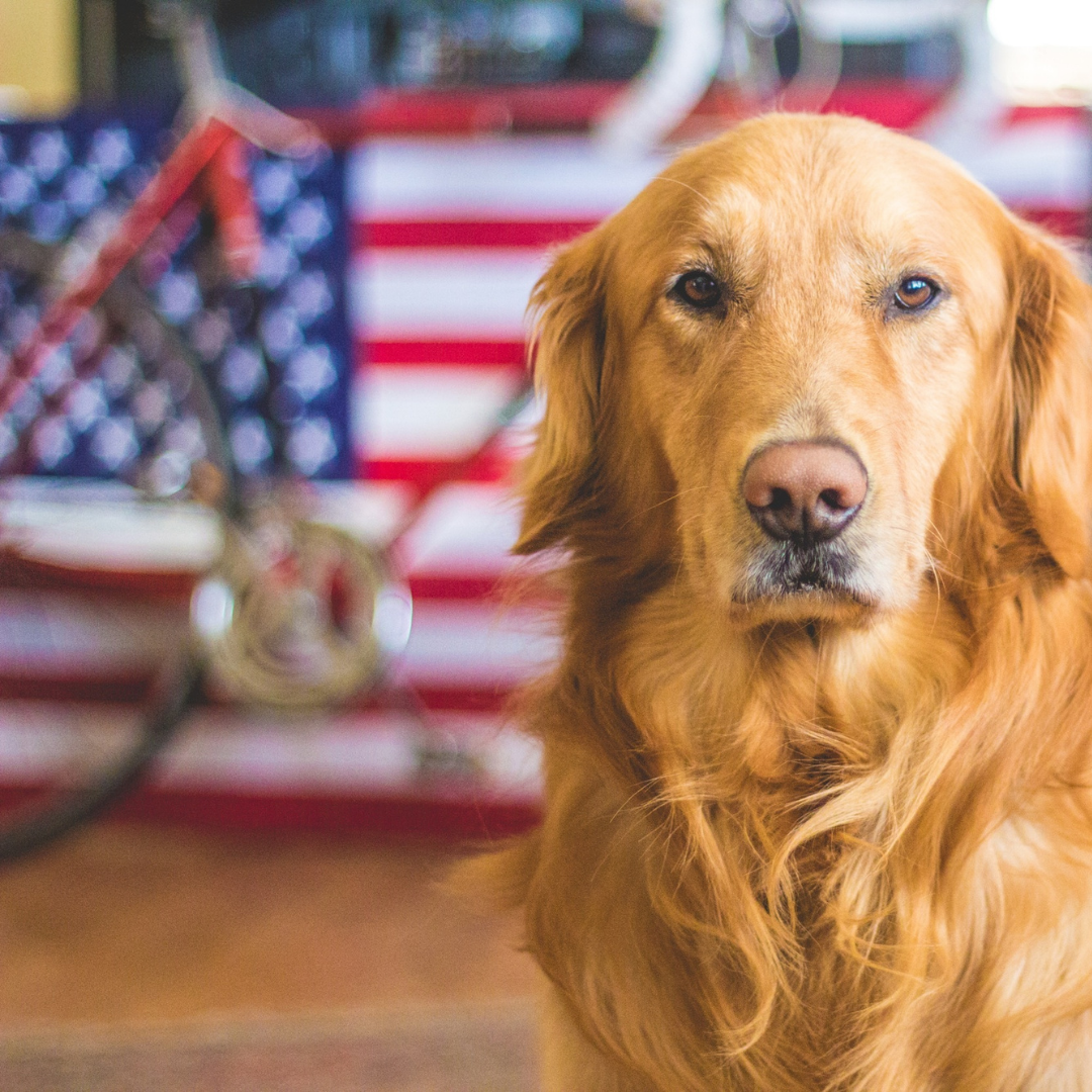Golden Retriever in front of American Flag