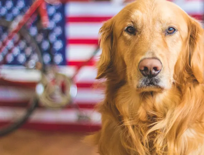 Golden Retriever in front of American Flag Golden Retriever in front of American Flag