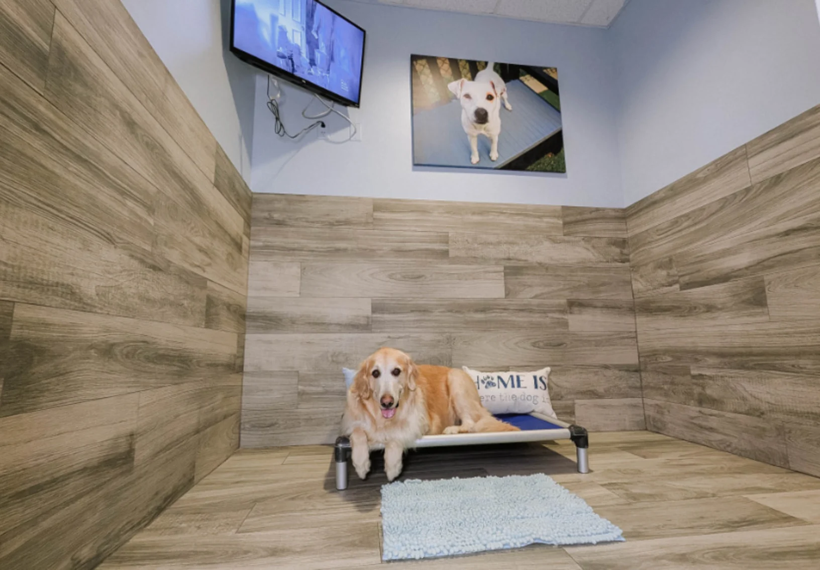 Golden lounging on luxury suites bed Golden lounging on luxury suites bed