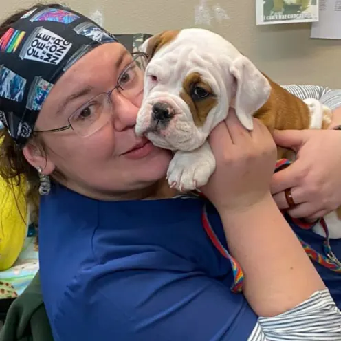 Staff member holding a tan and white bulldog puppy