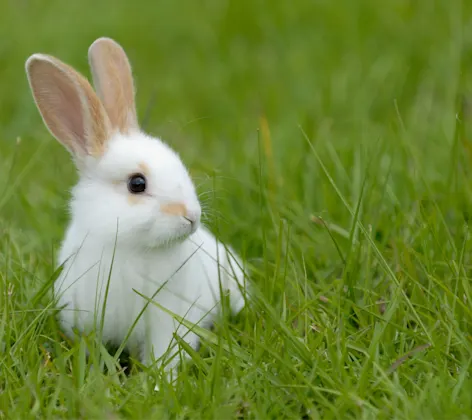White bunny standing in a the lawn and looking at something to his or her left shoulder. White bunny standing in a the lawn and looking at something to his or her left shoulder.