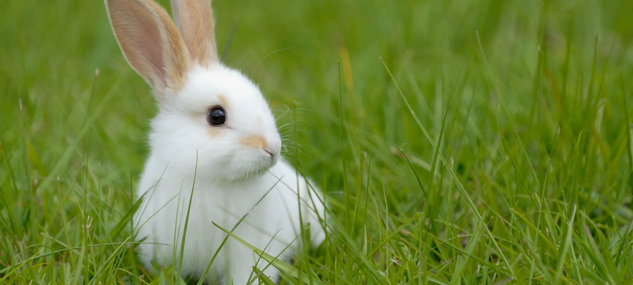 White bunny standing in a the lawn and looking at something to his or her left shoulder. White bunny standing in a the lawn and looking at something to his or her left shoulder.