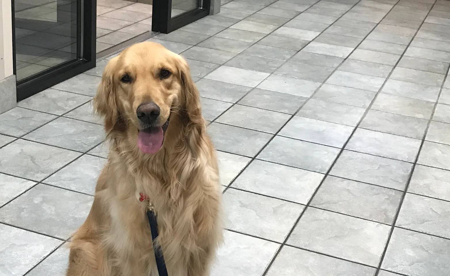 Dog on a leash indoors