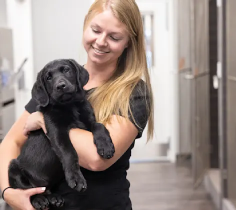 A staff member holding a puppy A staff member holding a puppy