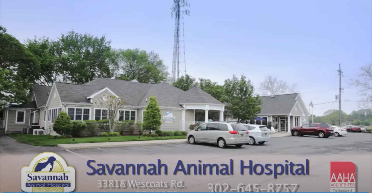 Veterinarian in Lewes, DE | Savannah Animal Hospital