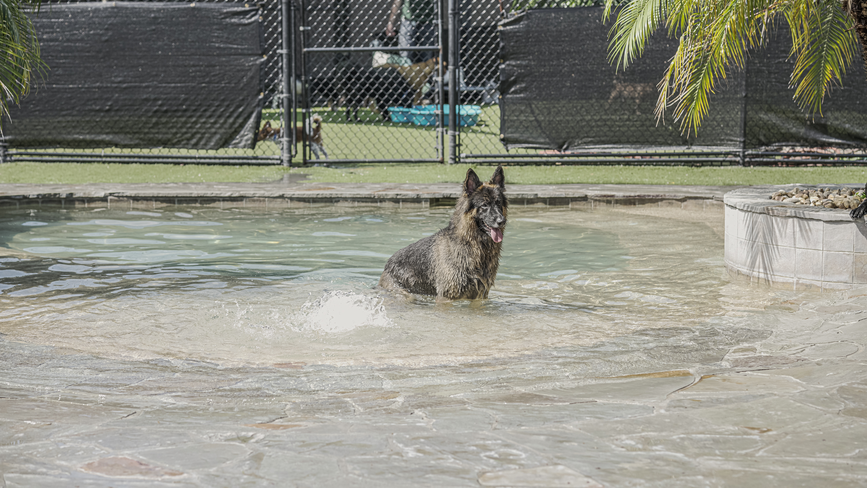 The Lodge at New Tampa Dog Sitting in Pool