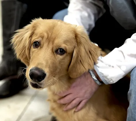 Golden retriever sitting in front of owner Golden retriever sitting in front of owner