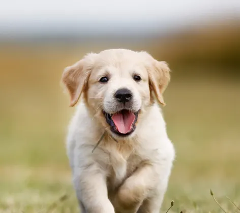 Puppy walking with tongue out
