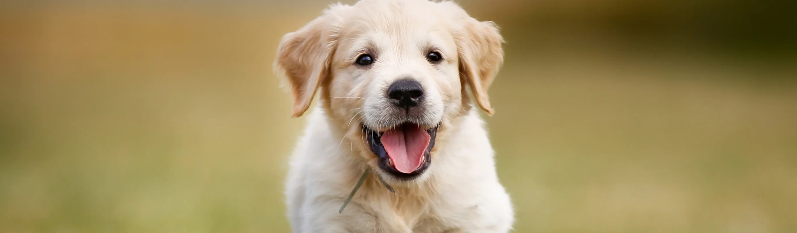 Puppy walking with tongue out