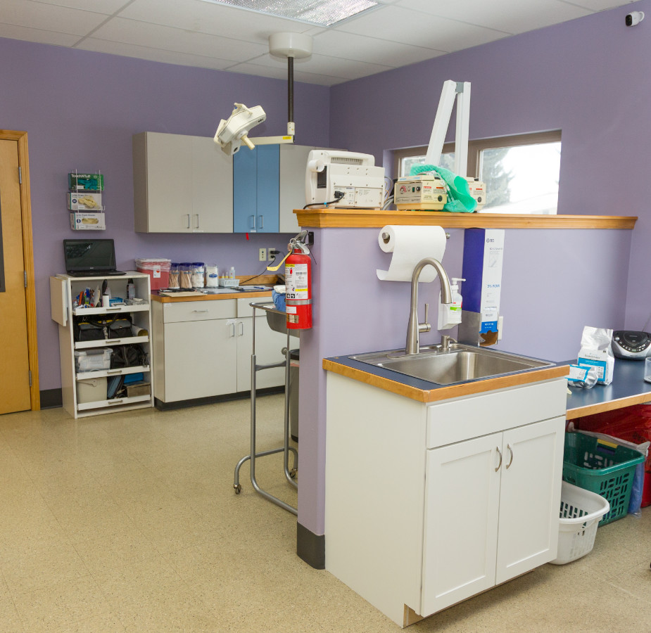 Purple medical exam room for pets