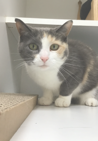 Cat sitting on a chair