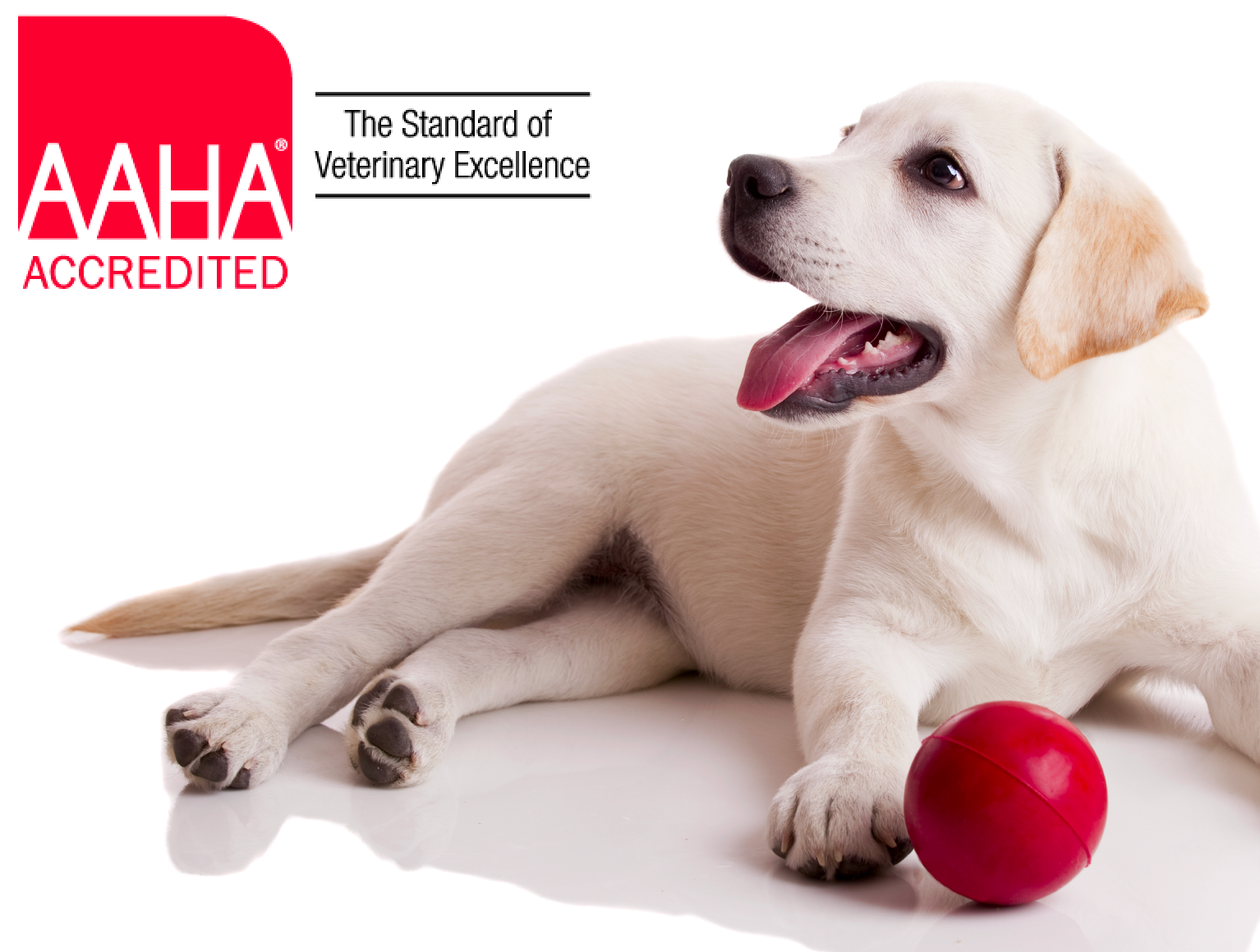 The Importance of Aaha Rescue Saving Lives One Pet at a Time