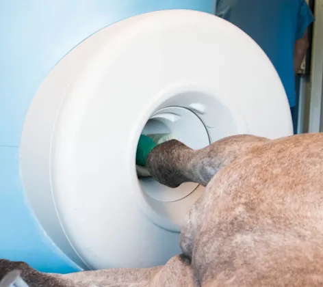 horse's leg in mri machine horse's leg in mri machine