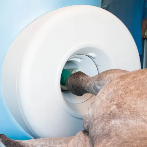 horse's leg in mri machine horse's leg in mri machine