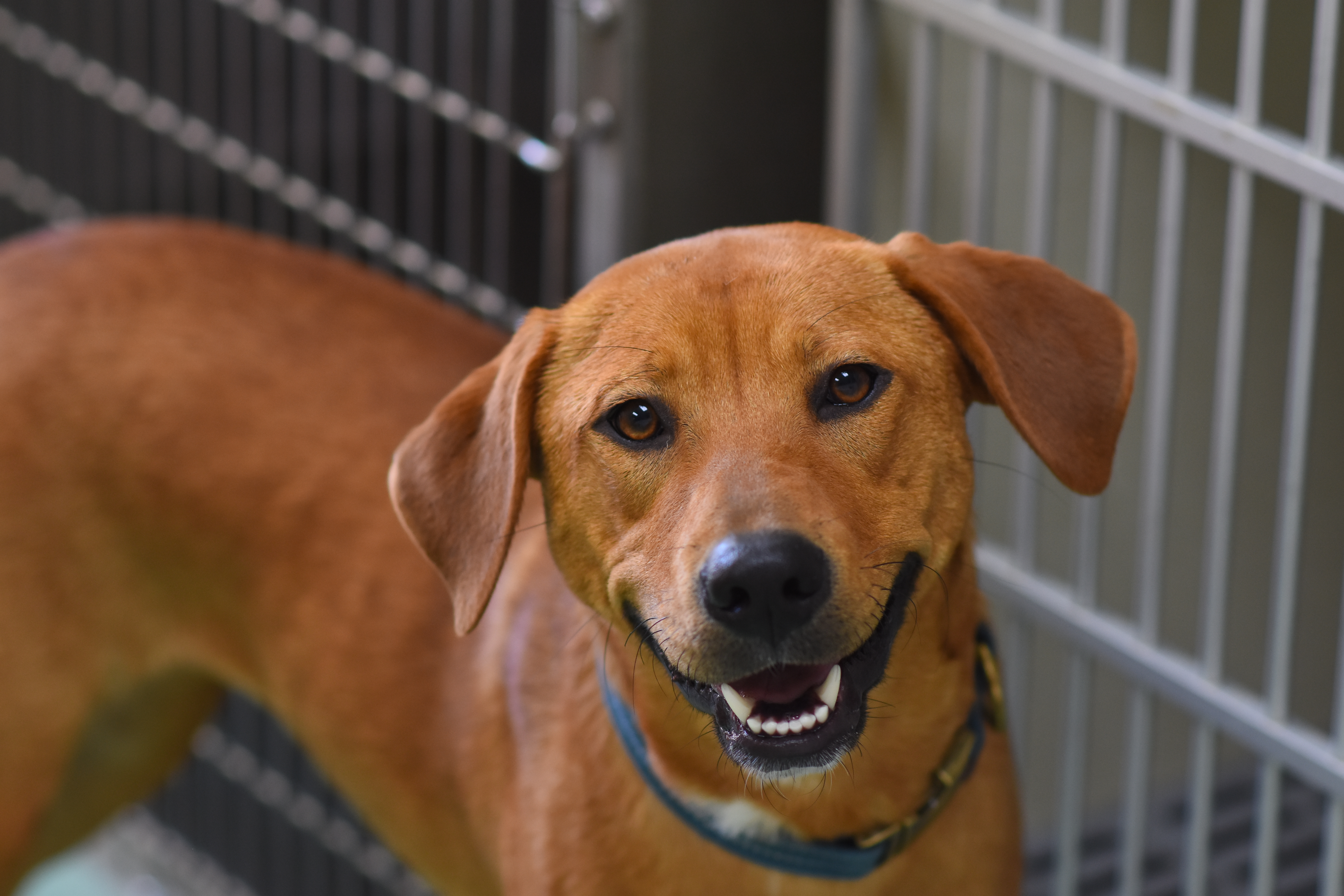 Dog by kennels at AMC