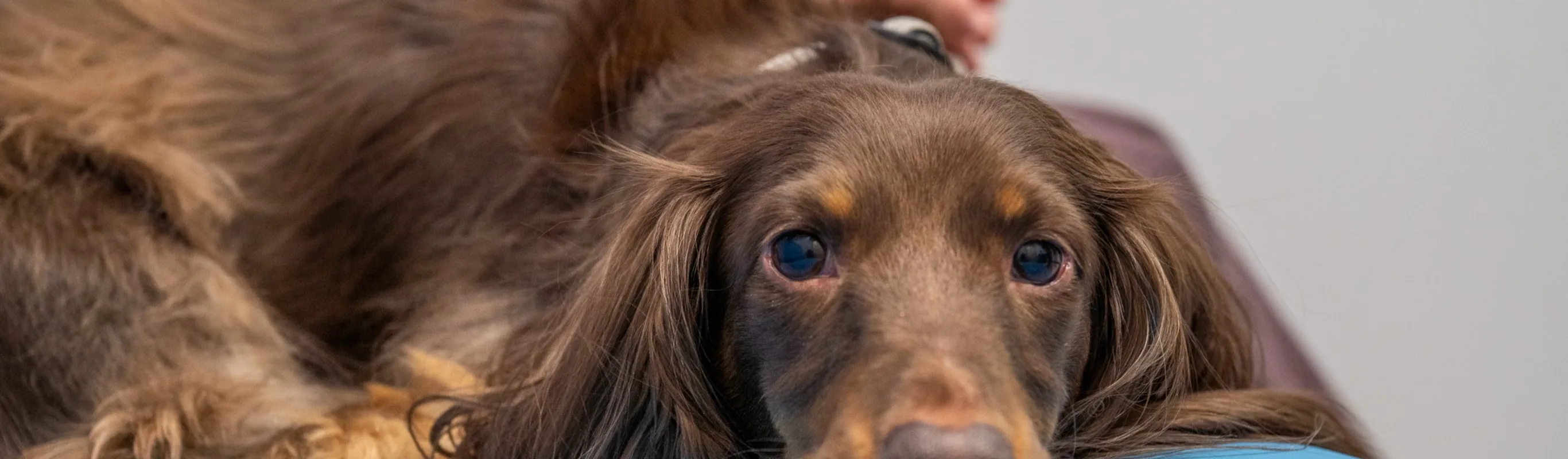 Brown Cocker Spaniel laying down on a blue examination table Brown Cocker Spaniel laying down on a blue examination table