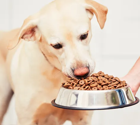 dog eating food from bowl dog eating food from bowl