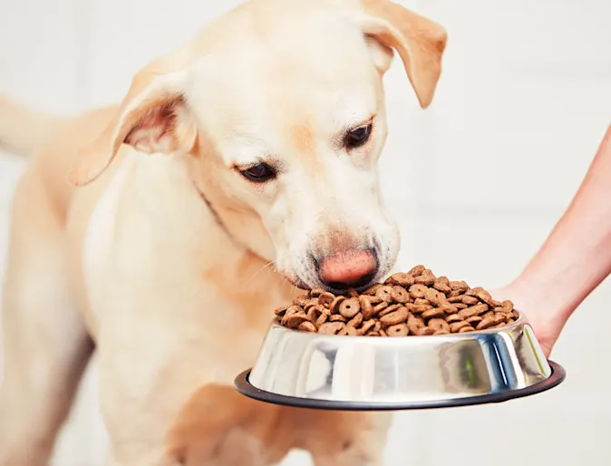 dog eating food from bowl