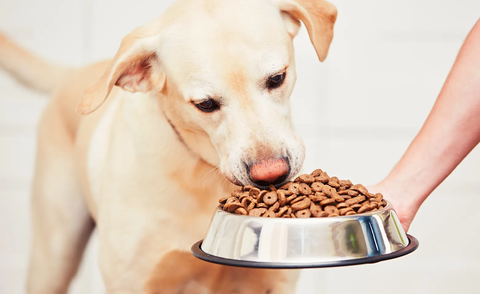 dog eating food from bowl