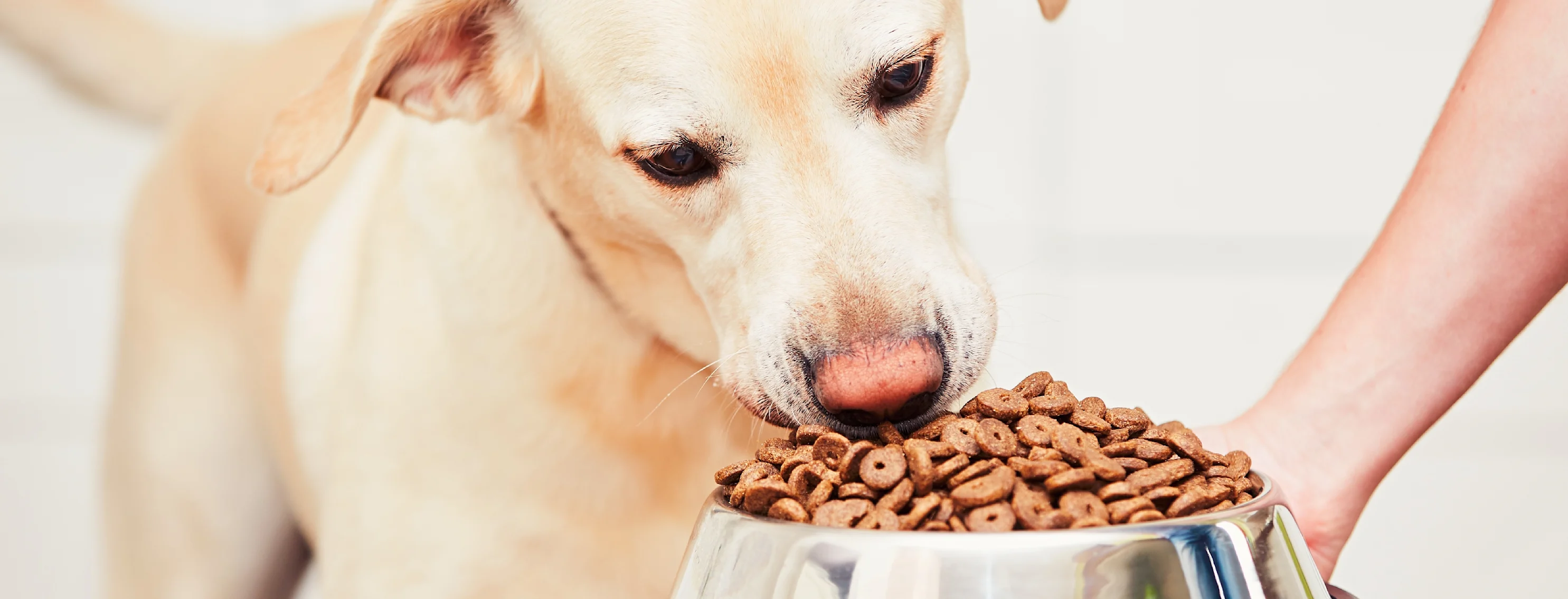 dog eating food from bowl dog eating food from bowl