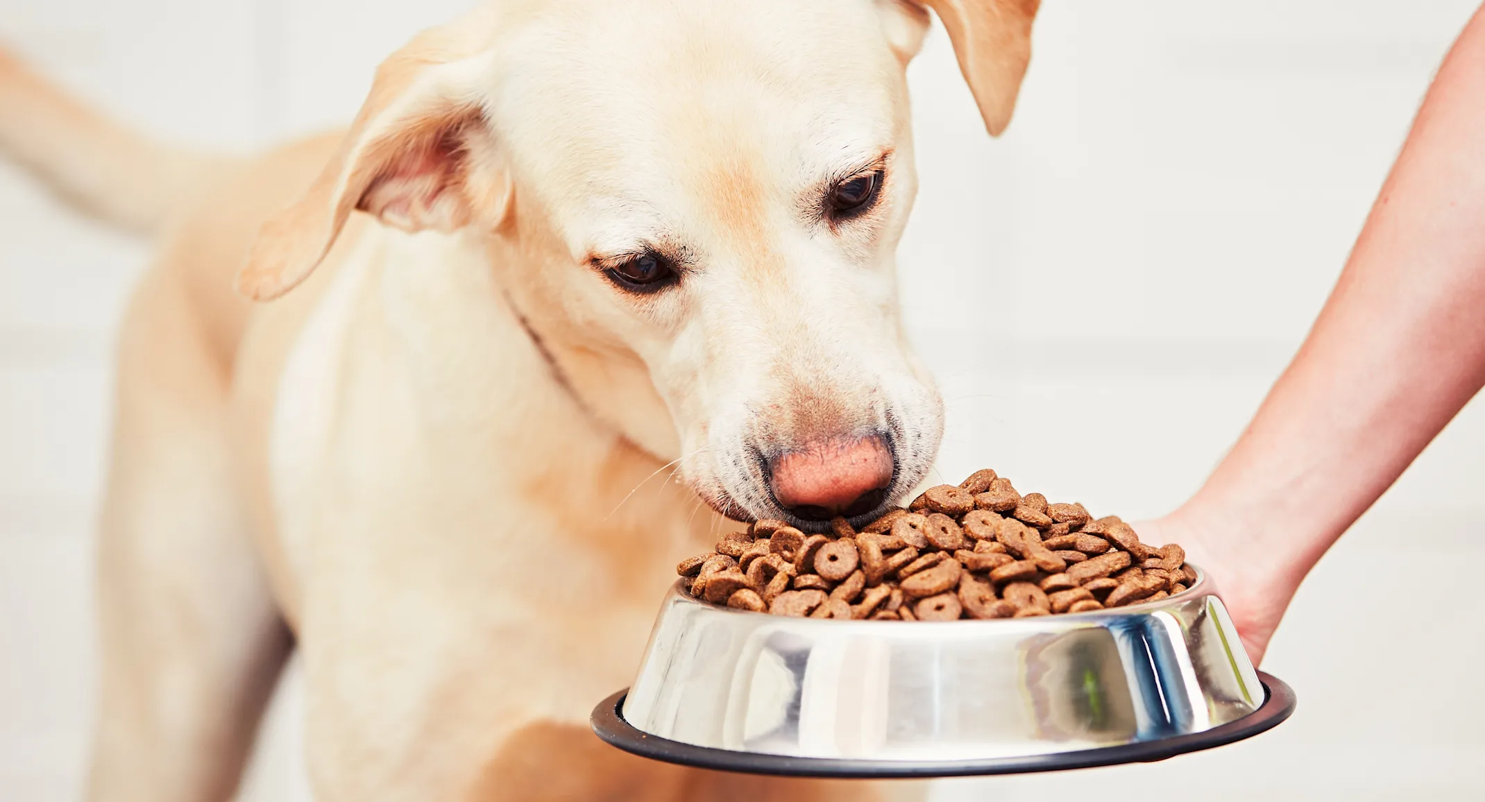dog eating food from bowl dog eating food from bowl