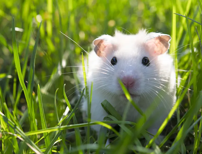 Mouse in a field of grass Mouse in a field of grass