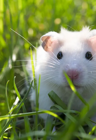 Mouse in a field of grass